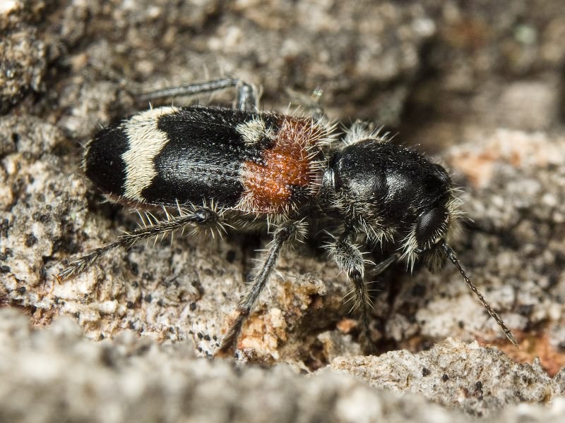Clerus mutillarius Fabricius, 1775